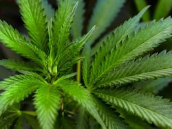  while-investors-chase-mondays-tilray-canopy-and-aurora-rally-a-potential-federal-shift-could-redefine-cannabis-growth-fundamentals 