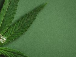  4-cannabis-stocks-log-momentum-gains-even-as-congress-re-criminalizes-some-thc-products-in-spending-bill 