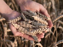  why-the-wheat-etf-spiked-on-monday-a-new-report-into-how-russias-invasion-of-ukraine-and-the-resulting-sanctions-could-lead-to-a-global-food-crisis 