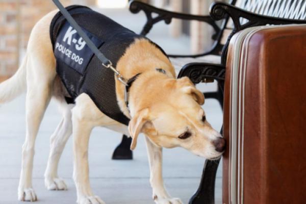 Can drug-sniffing dogs smell your weed and hash? How accurate are they?