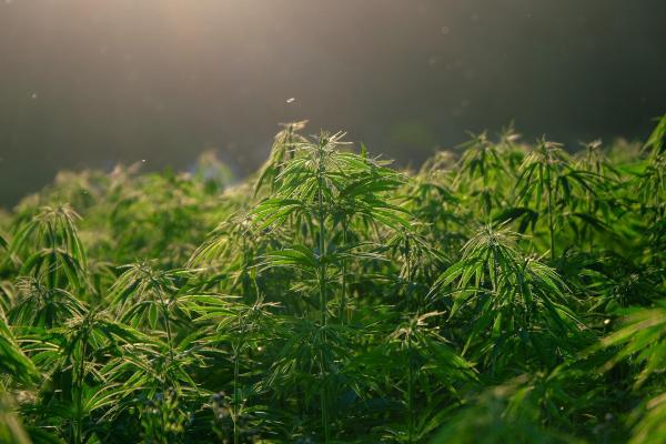 Canndigenous, an Indigenous-owned company, receives USDA grant to develop climate-friendly hemp