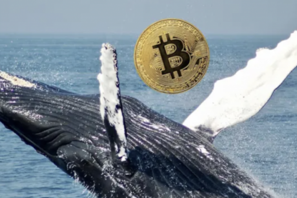 Crypto Whale moves $1.58 billion into Bitcoin, where BTC is now stored