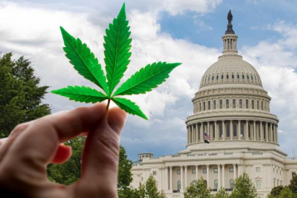 Illicit Cannabis Undermines the Legal Market on a Large Scale: Who's to Blame? Ask Congress