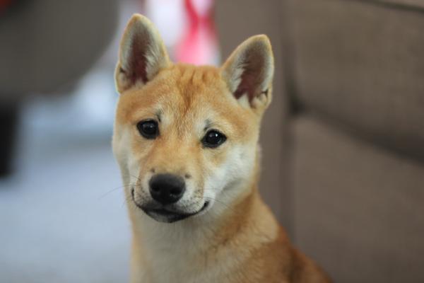 If you had $1,000 right now, would you buy Shiba Inu, Dogecoin, Ethereum Classic, or Bitcoin Cash?
