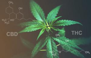 CBD THC, cannabis, marijuana, leaf,