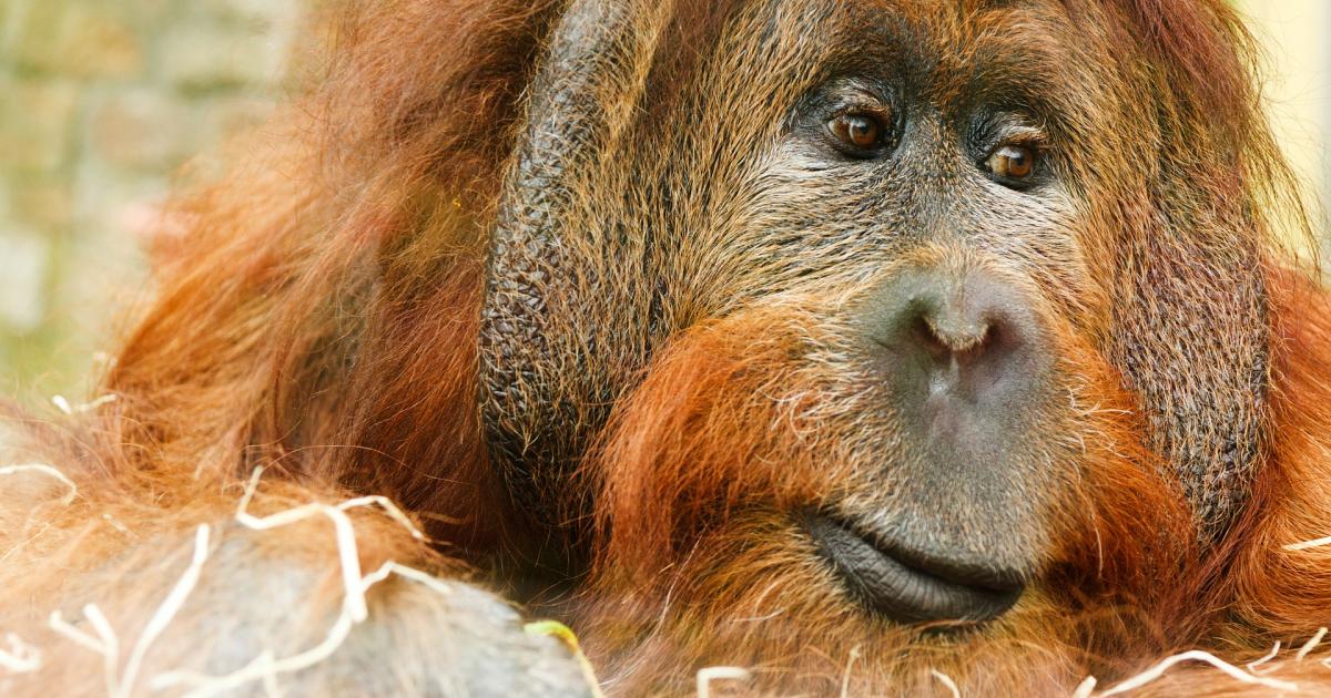 'APE' Is The New 'FANG', But What Is 'APE'? Benzinga