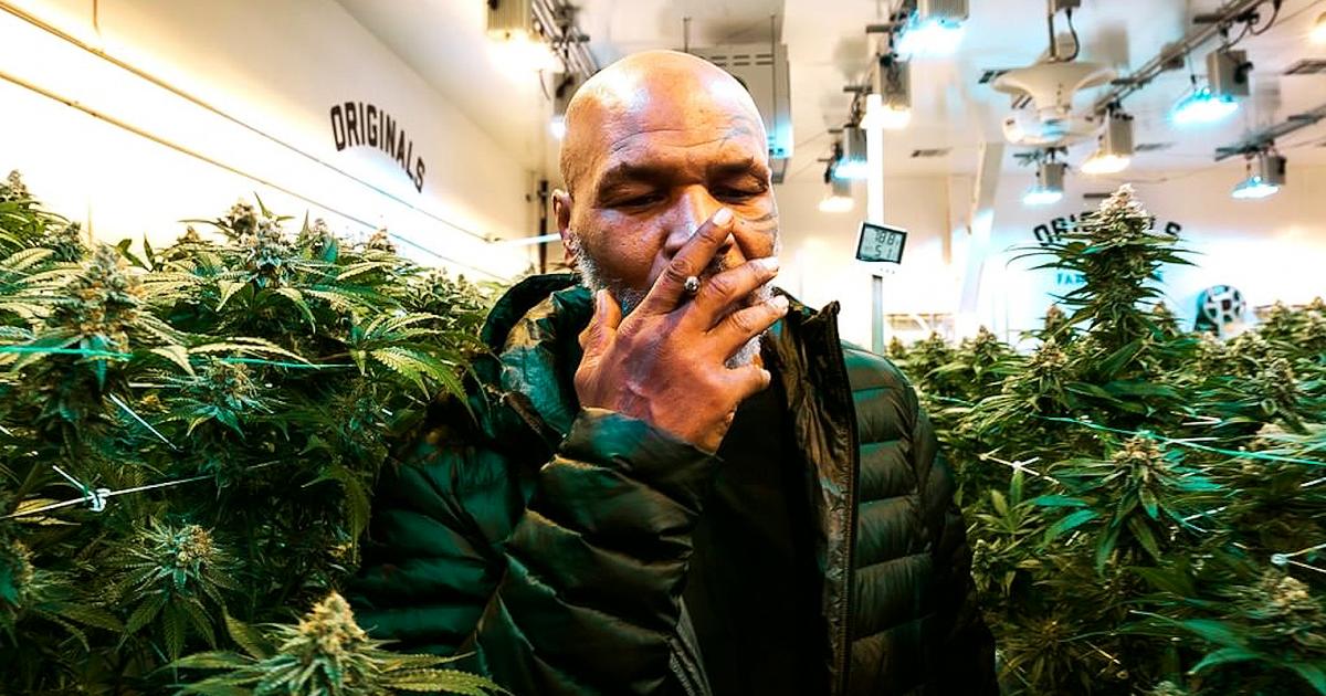 Mike Tyson Will Print (Yes, Print) Cannabis Beverages | Benzinga