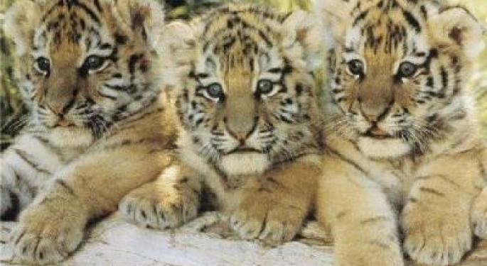 The Nine Stocks Tiger Cubs Love
