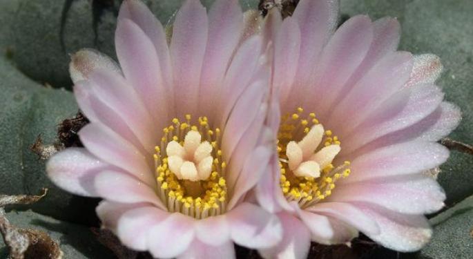 The Ancient Tradition Of The Peyote Ceremony