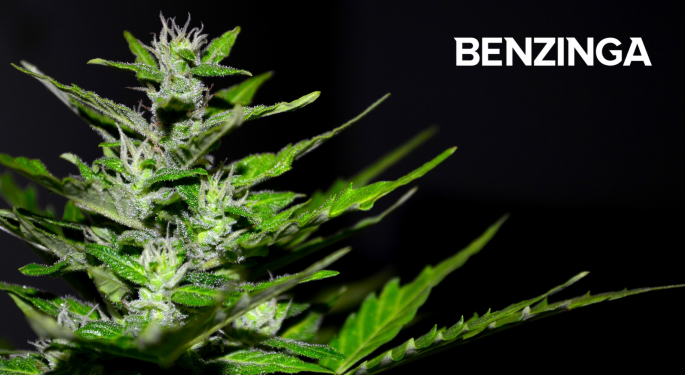 How Efficient Is Medicinal Cannabis As Treatment For Chronic Pain? Khiron's Clinical Study Reveals