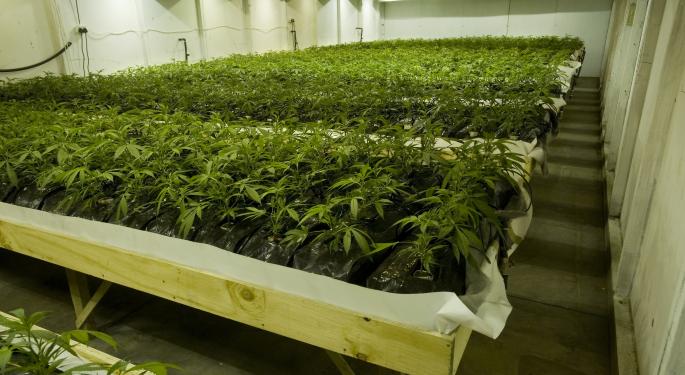 O.pen Vape's Steve Berg: Transparency & Federal Illegality Help Budding Marijuana Industry Succeed