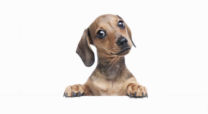 8 Ways To Save On Pet Care