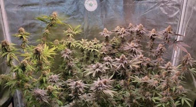 8 Essential Tools To Grow Weed At Home