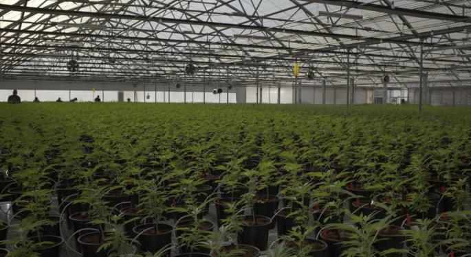 Glass House Shows Us Its Massive Cannabis Greenhouse