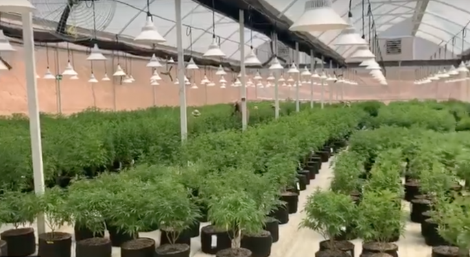 Allied To Buy Nevada Cultivation License For Cannabis And Psilocybin