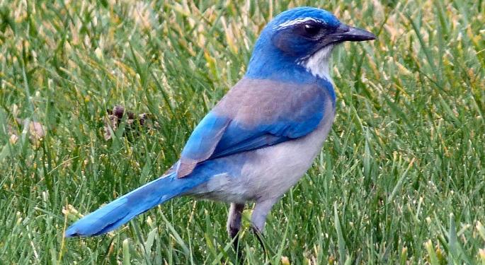 BTIG Comments On Bluebird Bio's Q1 Print, Highlights Future Catalysts