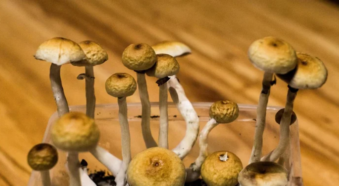 PA Psilocybin Bill Could Make The State A Frontrunner In Psychedelic Research, Aiding Vets & First Responders