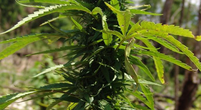 Cannabis Industry Expert Talks Cultivation Licenses In Canada And Maturation Of Capital Markets