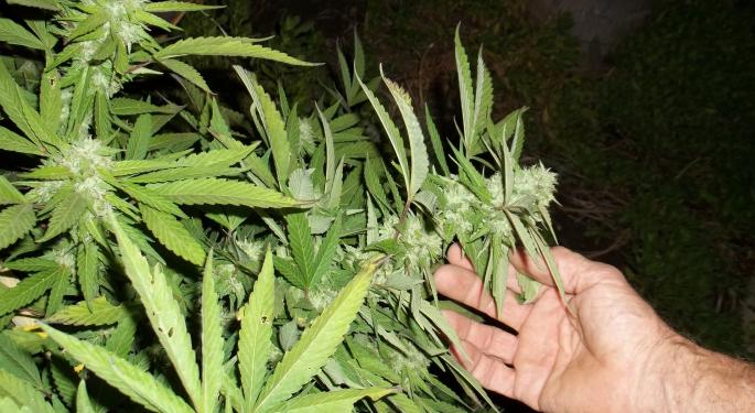 Cannabis Movers & Shakers: MedMen, Rolling Stone Culture Council, Sierra Constellation, Cansortium, Terra Tech, Flora Growth