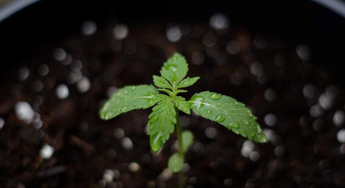 Vibe Bioscience Reports $3.1M In Q2 Consolidated Revenue