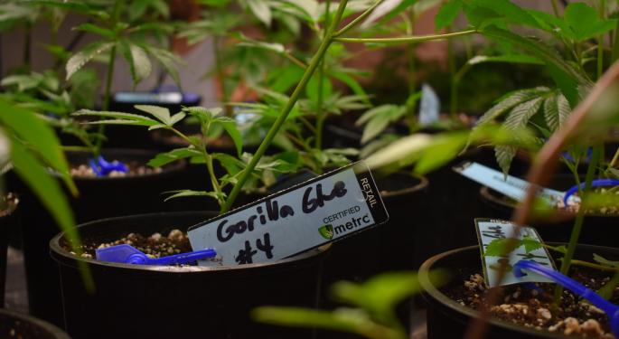 Does Lighting Influence Chemical Profiles In Cannabis?