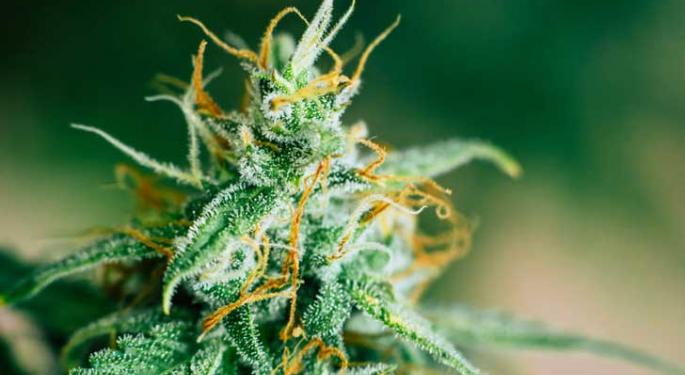 Cannabis Could Help Fight 'Superbugs,' Study Suggests