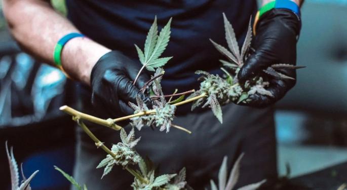 Cannabis Industry Jobs On The Rise Prompted By Mass Resignations In Retail And Restaurant Sectors