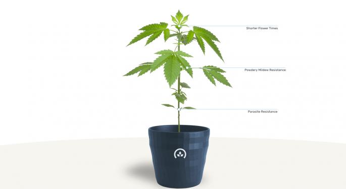 Conception Nurseries: Bringing Tissue Culture Tech Into The Cannabis Industry