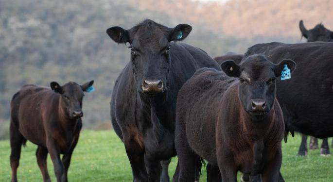 The Black Angus Bull Trade And The Need For Tracking Its Supply Chain