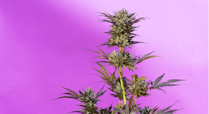 Why Every Strain Is A Hybrid, According To A Legacy Grower