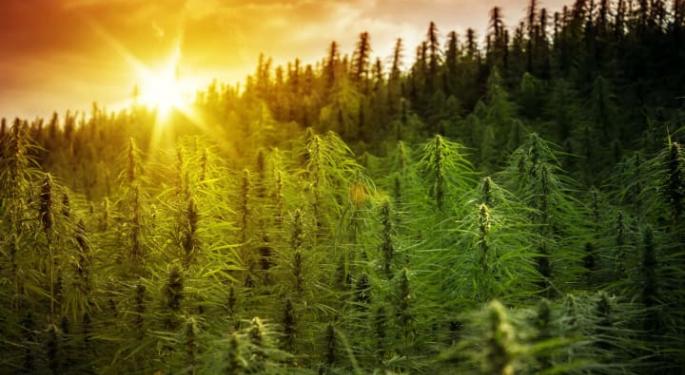 The Ancient Origins Of Cannabis, According To Science