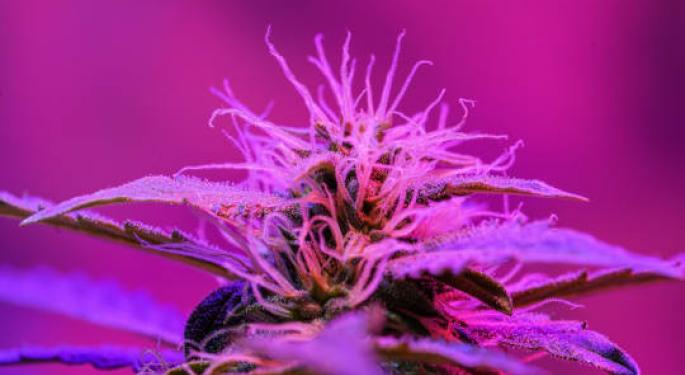 The Mind-Blowing World Of Cannabis Terpenes