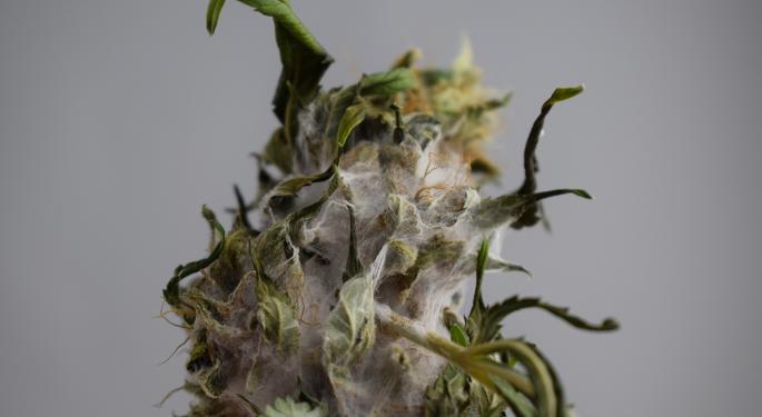 Staying Safe From Cannabis Contamination