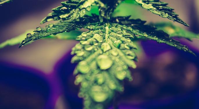Red White & Bloom Shares Plummet On Q3 93% YoY Revenue Growth