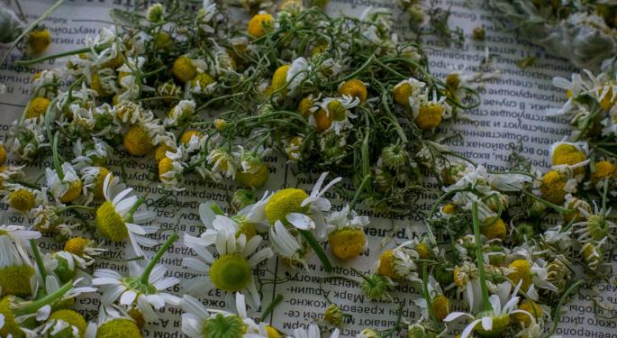 Book List: These Are the 7 Best Books About Medical Herbs & Remedies