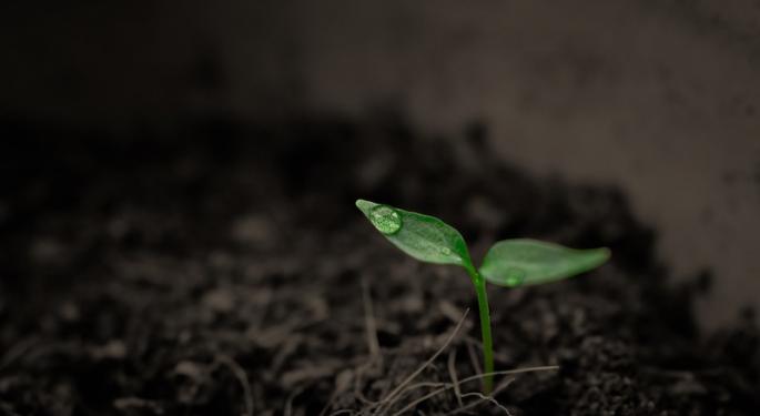 How Does Artificial Intelligence Fit Into Cannabis Cultivation?