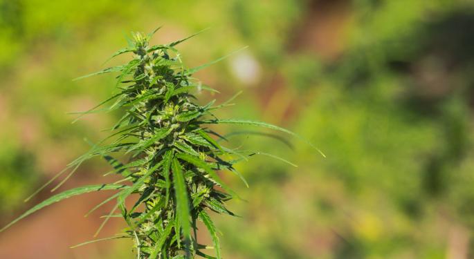 Why Indigenous Cannabis Operators Remain Optimistic Despite Government Hurdles