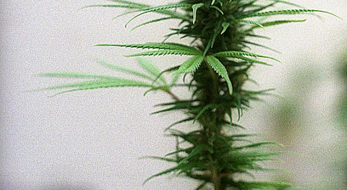 Is Hemp A Vital Resource In A Time Of Crisis?