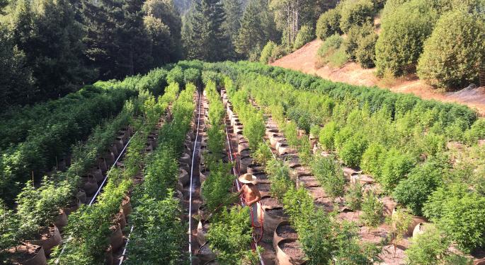 As Small Craft Cannabis Farmers Face A Crisis, One Event Seeks To Support Them