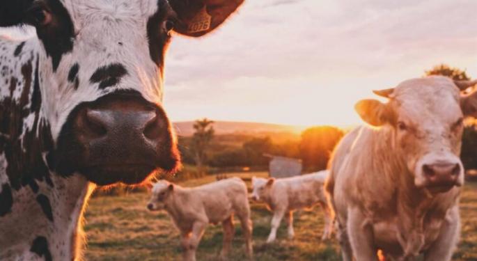 How A Versatile Cow Byproduct Could Fuel A New Generation Of Cannabis Farmers
