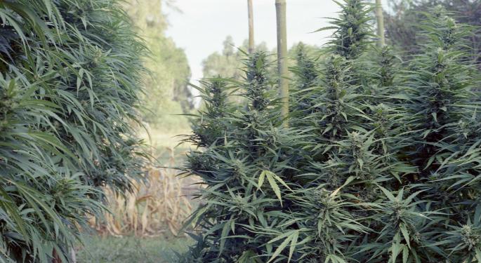 European Parliament Votes On Resolution Supporting Medical Marijuana: Here's What It Means