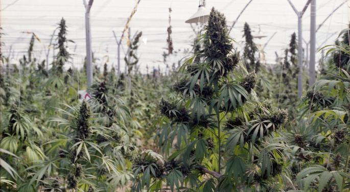 Veterans Day Cannabis Deals: Temescal Wellness, Flower Co. And A Year-Round Eaze Discount