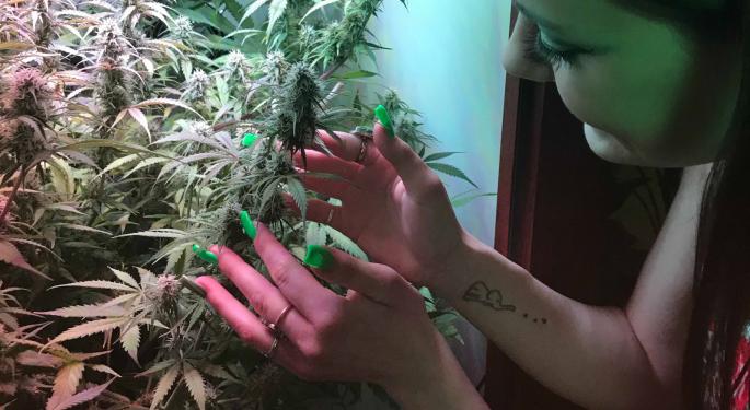 Wanna Grow Cannabis At Home? These 4 Kits That Make It Easy