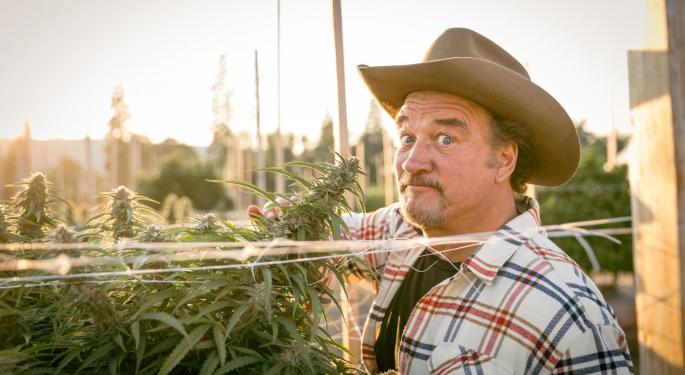 Soul Brand: Jim Belushi Launching Blues Brothers-Themed Marijuana Products