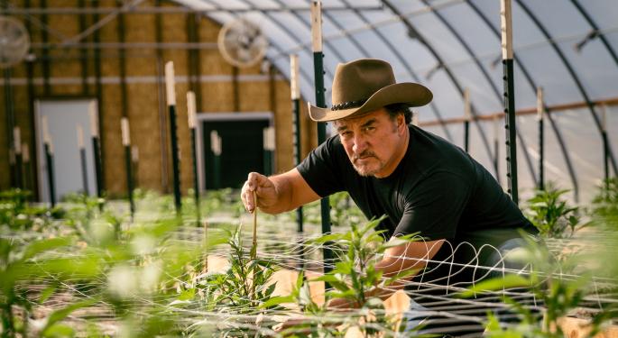 Jim Belushi, Weed Farmer: 'I Believe In The Spirit And Medicine Cannabis Offers'