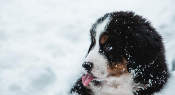 Avalanche-Based Dogecoin Knockoff Coin Ends in A Massive Rug Pull