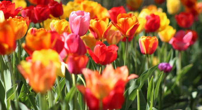 El CIO de Guggenheim califica las criptomonedas como “tulipomanía”
