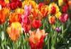 El CIO de Guggenheim califica las criptomonedas como “tulipomanía”