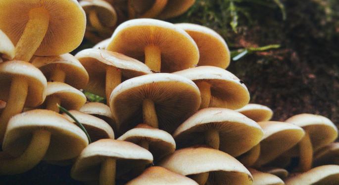Michigan State Senators Introduce Bill To Decriminalize Psychedelics, Call For More Research