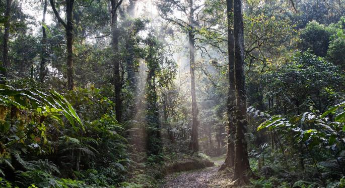 Philter, One Tree Planted Partnership Aims To Reduce Cigarette Contamination, Reforest The Amazon